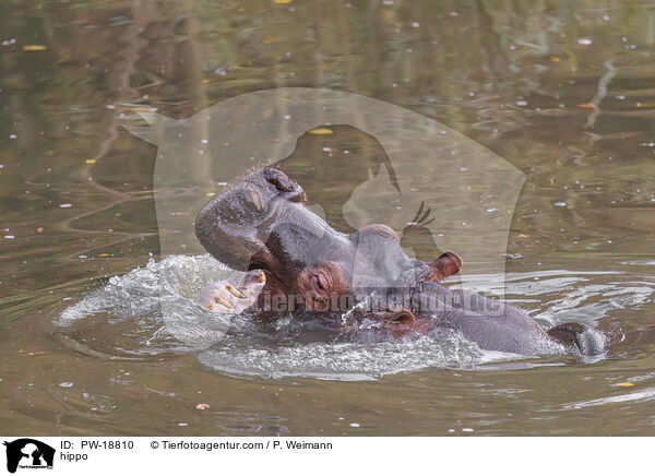 Flusspferd / hippo / PW-18810