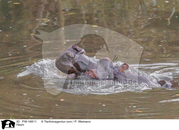 hippo / PW-18811