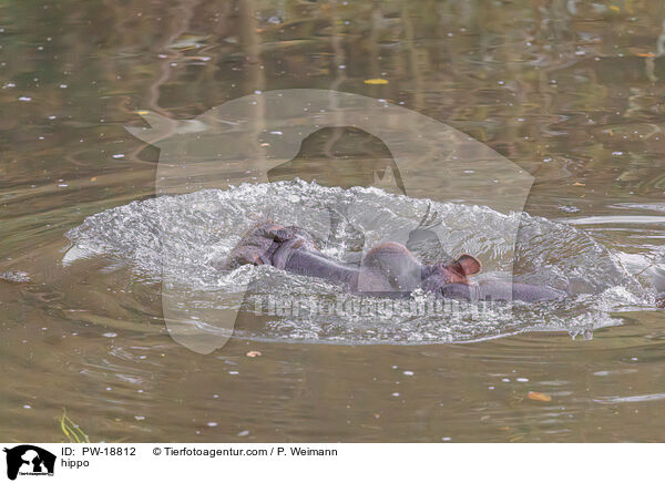 hippo / PW-18812