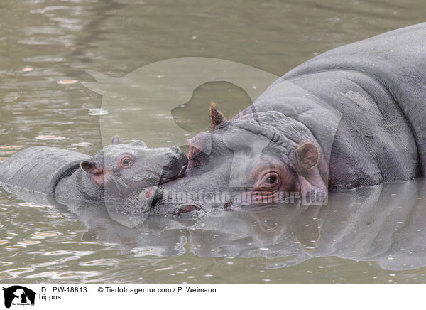 hippos / PW-18813