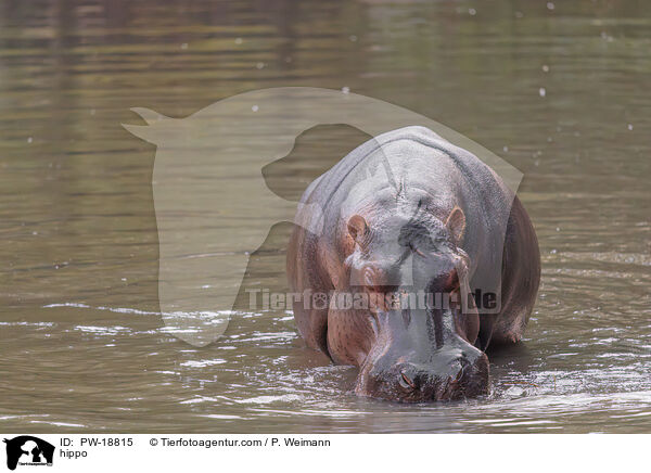 Flusspferd / hippo / PW-18815