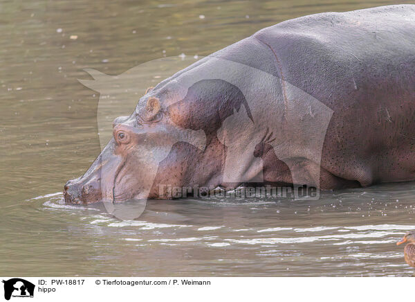 Flusspferd / hippo / PW-18817
