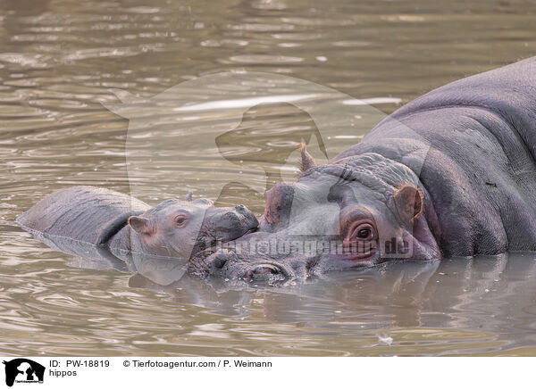 hippos / PW-18819