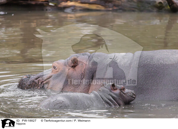 Flusspferde / hippos / PW-18827