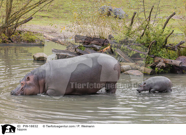Flusspferde / hippos / PW-18832