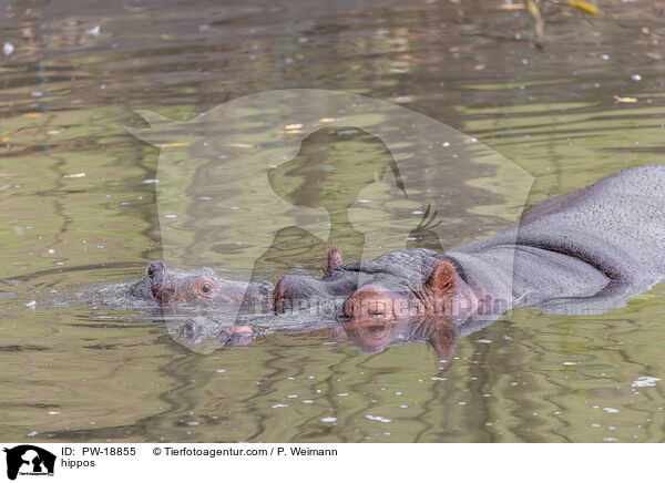 Flusspferde / hippos / PW-18855