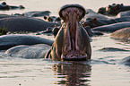 hippopotamus