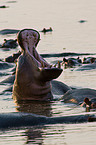 hippopotamus