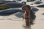 hippopotamus