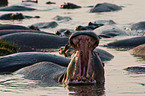 hippopotamus