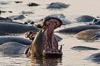 hippopotamus