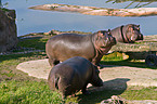 hippopotamus