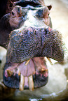 hippo