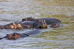 hippos