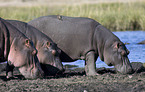 hippos