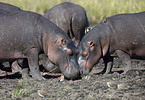 hippos