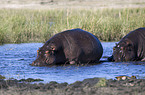 hippos