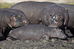 hippos