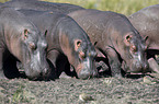 hippos