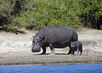 hippos