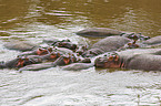 hippos
