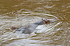 hippos