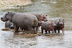 hippos