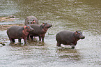 hippos