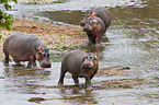 hippos