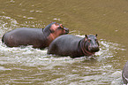 hippos