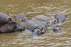 hippos