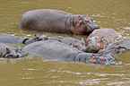 hippos