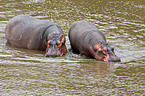 hippos
