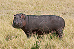 hippo