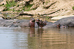 hippos