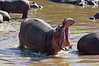 hippo