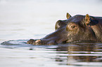 hippo