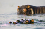 hippos