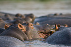 hippos