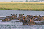 hippos