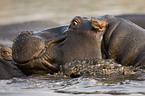 hippo