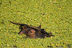hippo