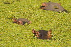 hippos