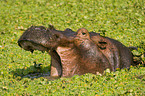 hippo