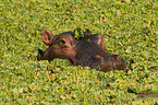 hippo