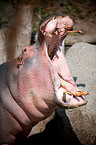 hippo