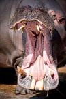 hippo