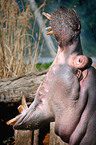 hippo