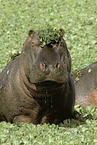 hippo