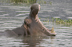 hippo